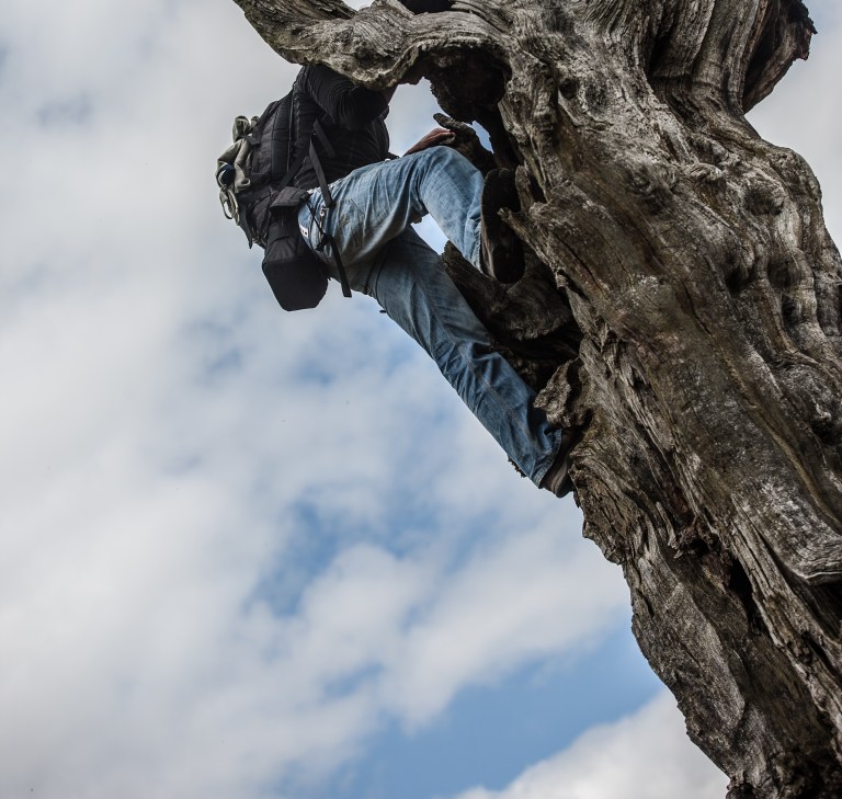 jason climbing tree 6 (1 of 1)
