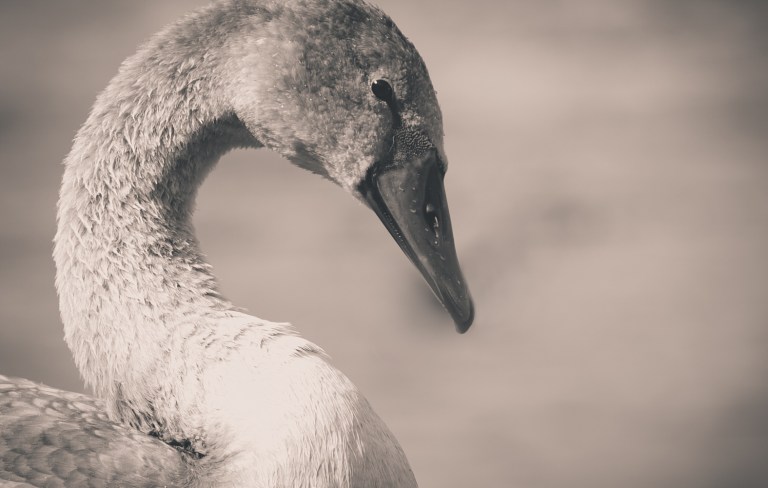 Swan-Cygnet-black-and-white-3