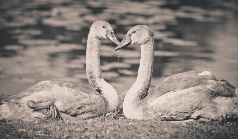 Swan-Cygnet-black-and-white-4