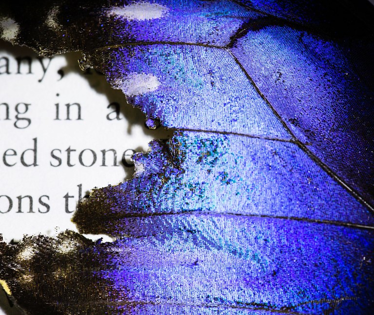 Butterfly Wing - macro
