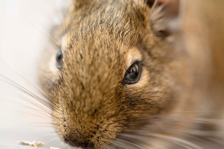 Degu 2 - Hobo - Blog