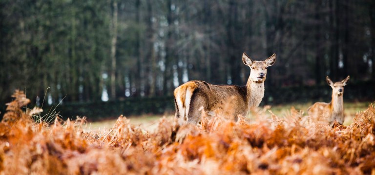 Solstice Sunrise Deer-1