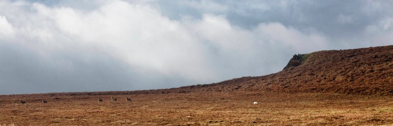 Solstice Sunrise Deer-4