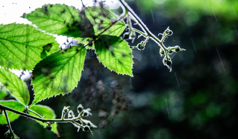 Kennall Vale Cornwall-13 copy