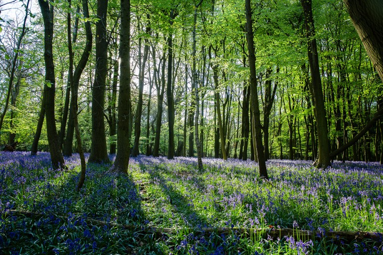 Ashridge bluebells sun-1-2