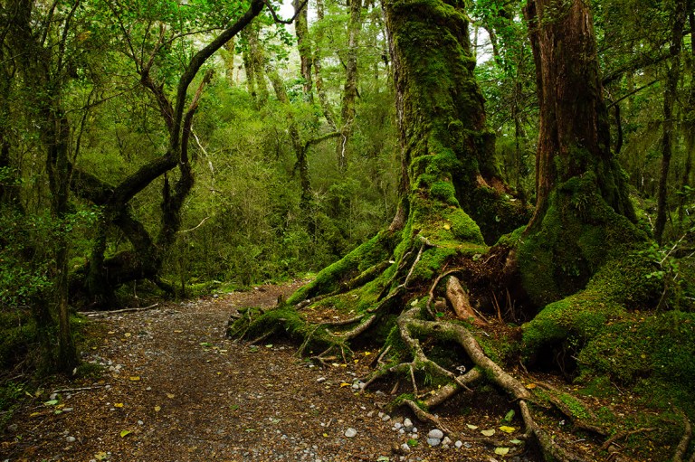 Path, Tree, forest, Milford Track, New Zealand Great Walk, hiking