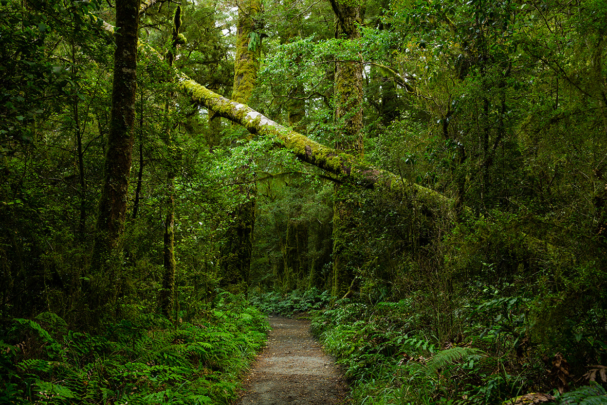 Milford Track, New Zealand Great Walk, hiking, path, forest