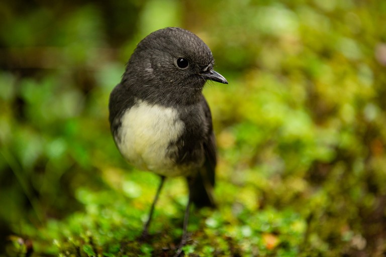 South Island Robin, bush, Milford Track, New Zealand Great Walk