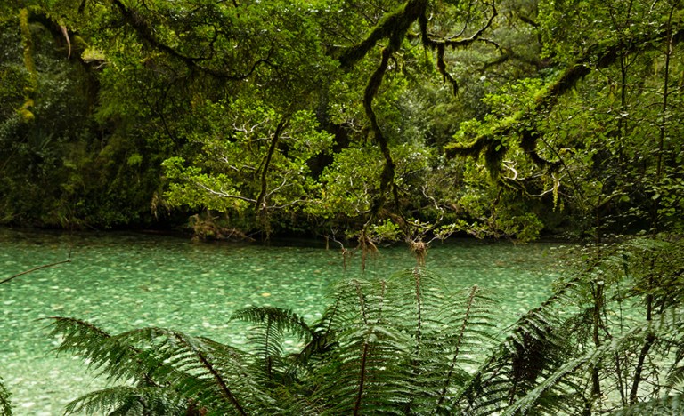river, forest, Milford Track, New Zealand Great Walk hiking