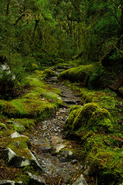 Path, forests, Waterfall, forest, Milford Track, New Zealand Great Walk, hiking