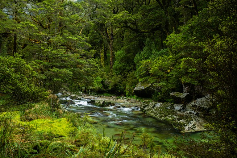 River, forest, Milford Track, New Zealand Great Walk hiking
