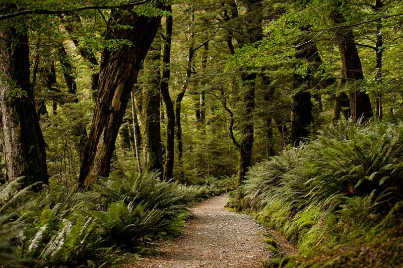 routeburn track