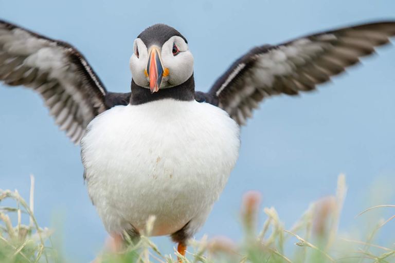Puffin Island - Lunga, Scotland