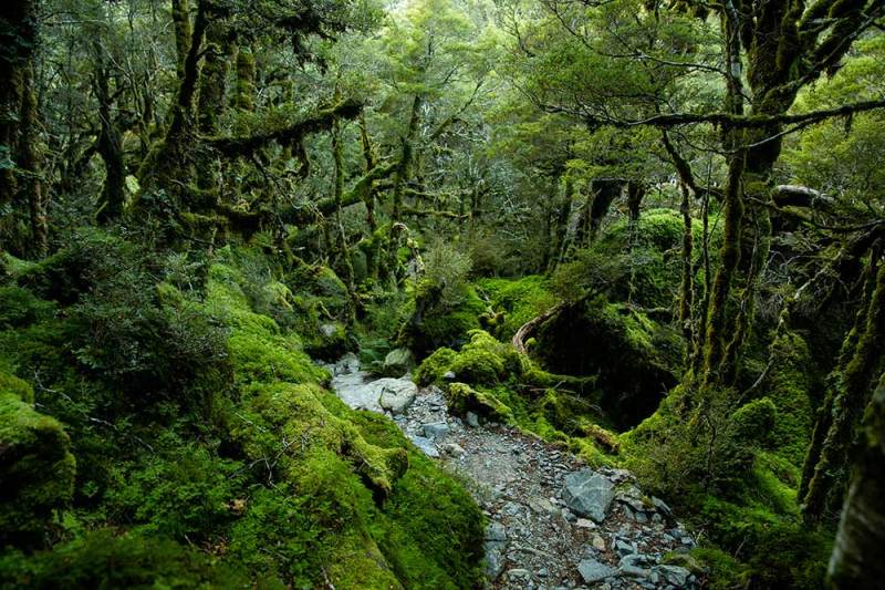 routeburn track