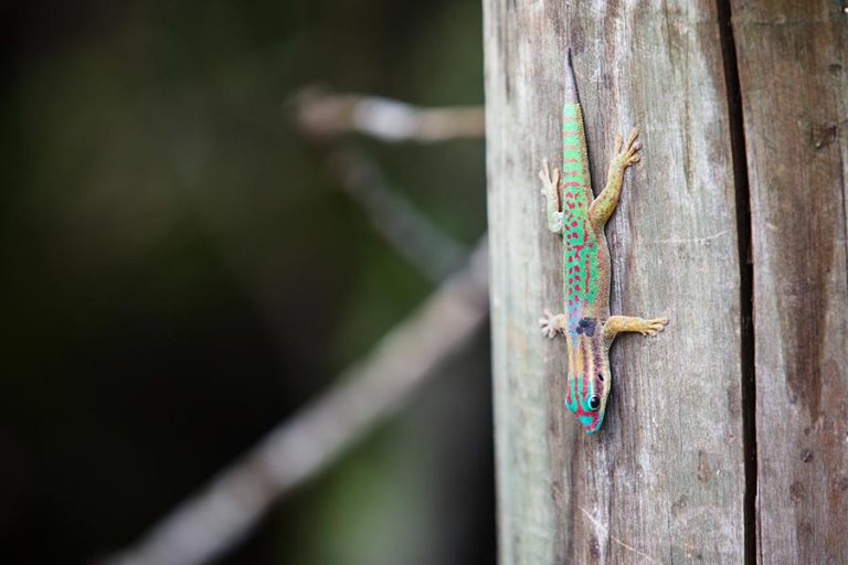 Ile aux Aigrettes gecko