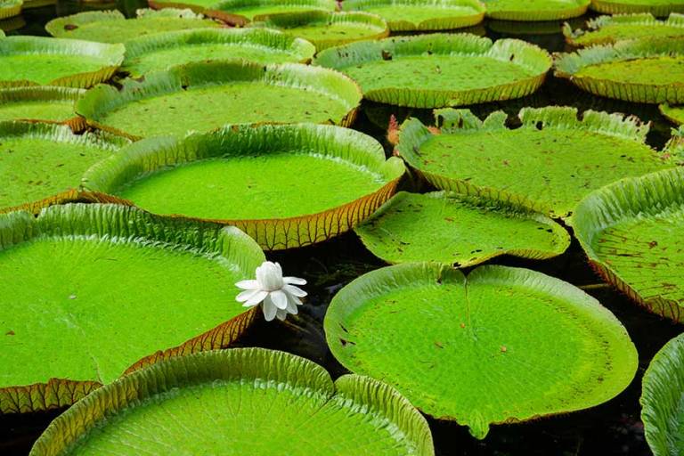 things to do in Mauritius