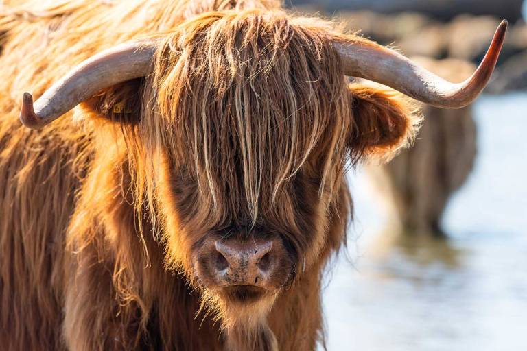 Highland coo, Fionnphort, Isle of Mull, Scotland