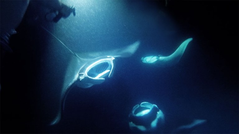 manta ray night snorkel hawaii kona