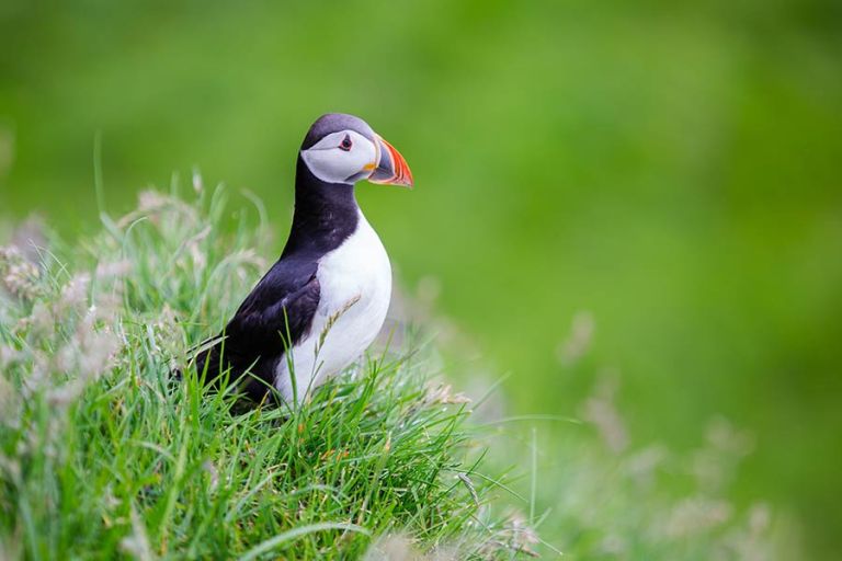 Mykines Faroe Islands puffin