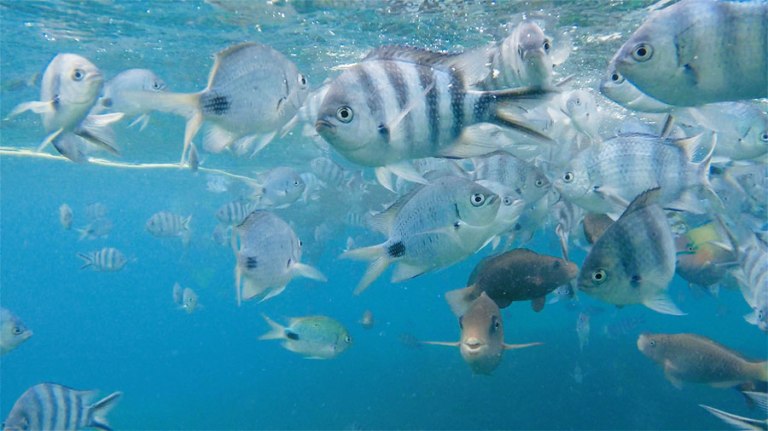 things to do in Mauritius