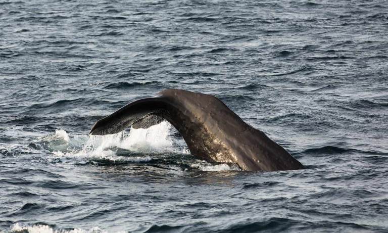 New Zealand Adventure Guide