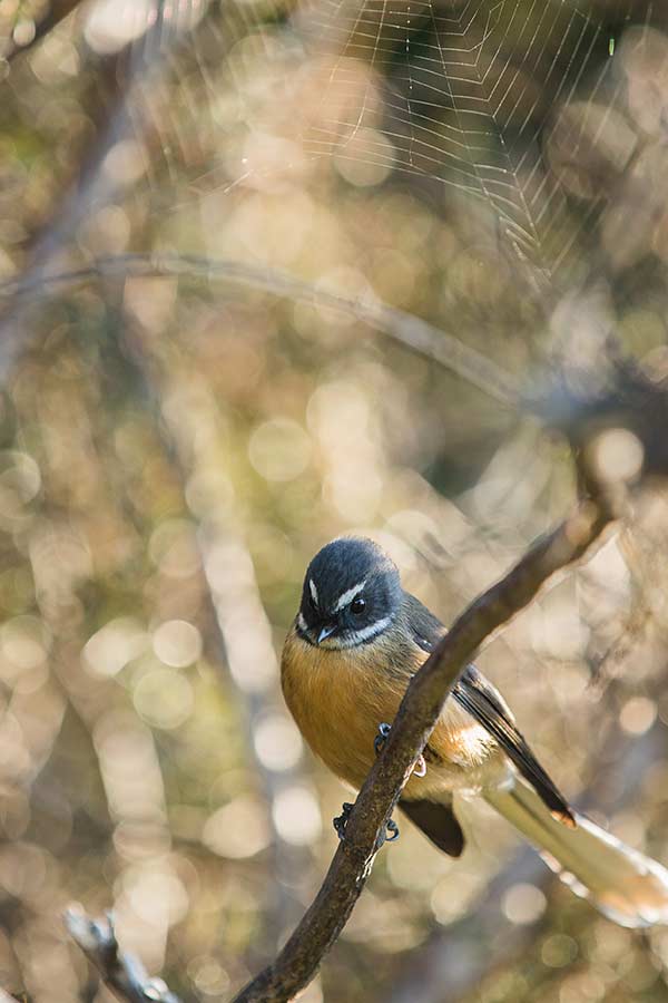 routeburn track fantail