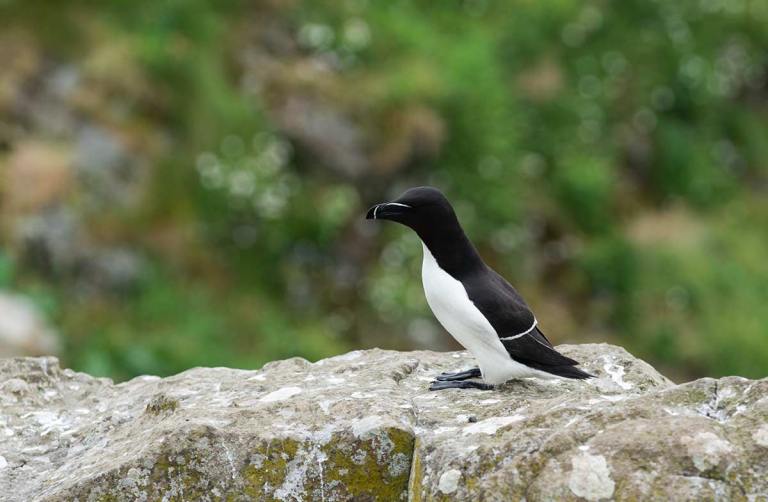 Razorbill on Puffin Island - Lunga, Scotland