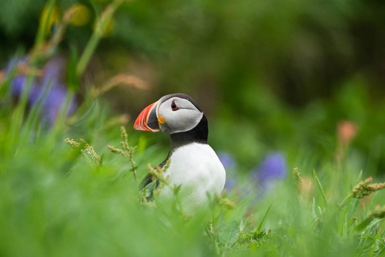 Puffin Island - Lunga, Scotland