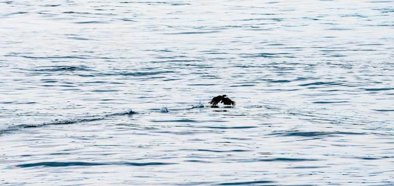 Cormorant at Treshnish Isles, Scotland