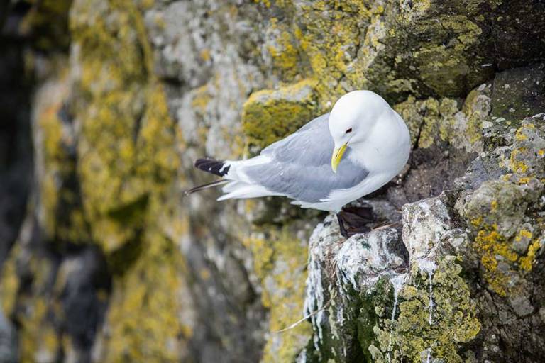 Mykines Faroe Islands