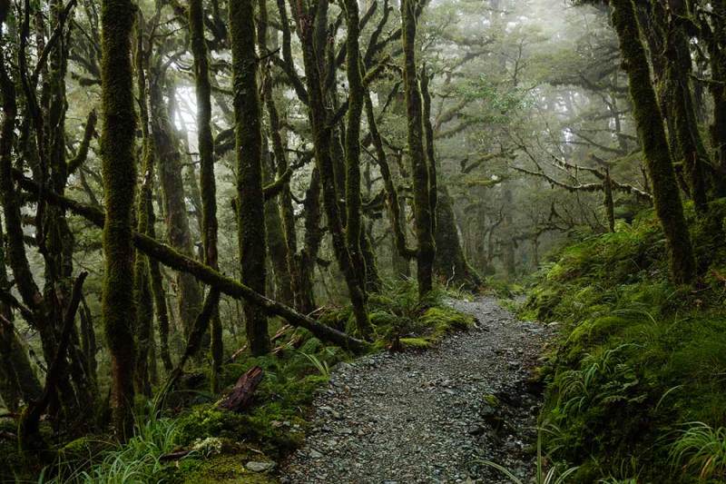 routeburn track